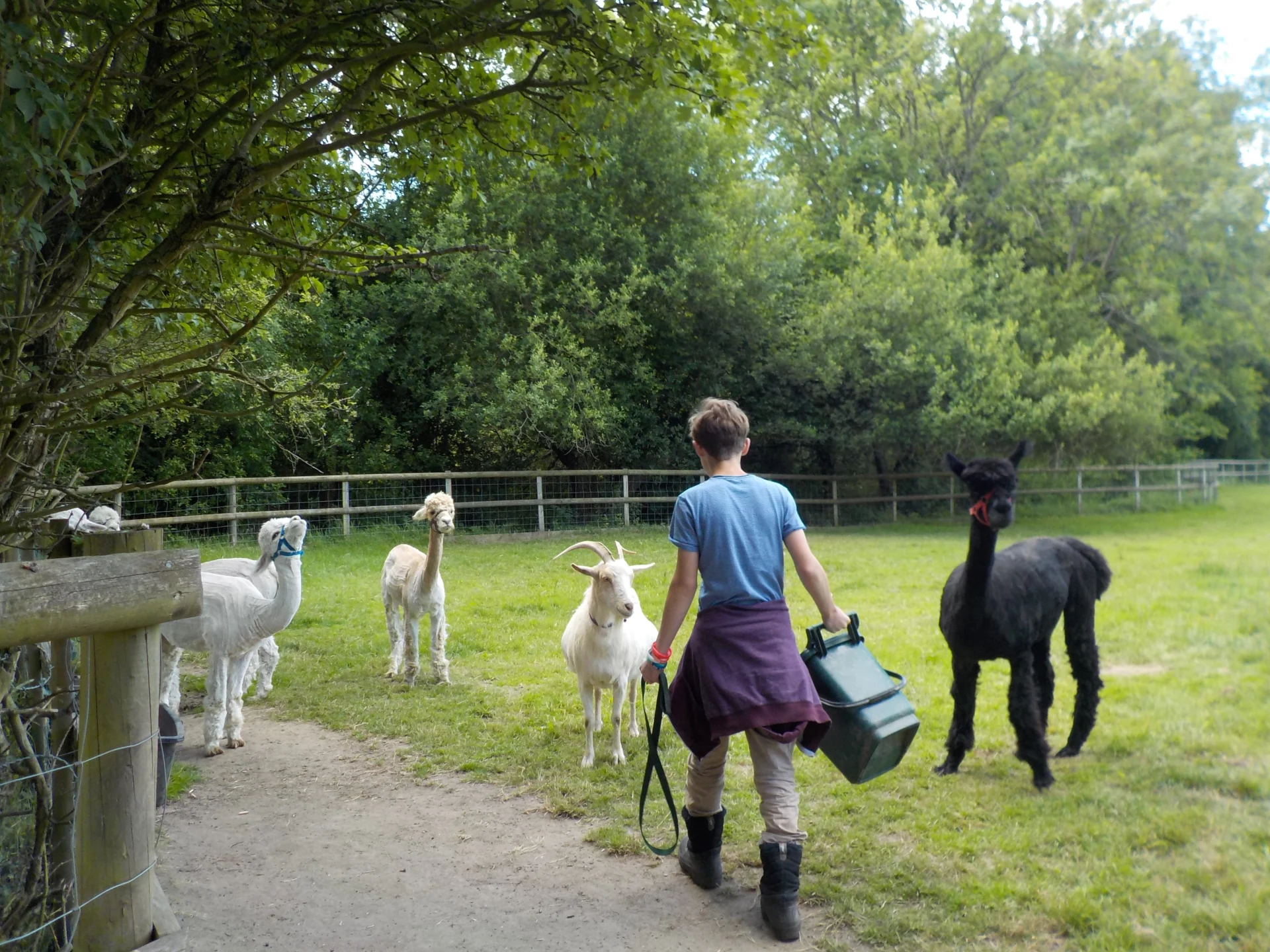 Person feeding alpacas and goat in pasture.