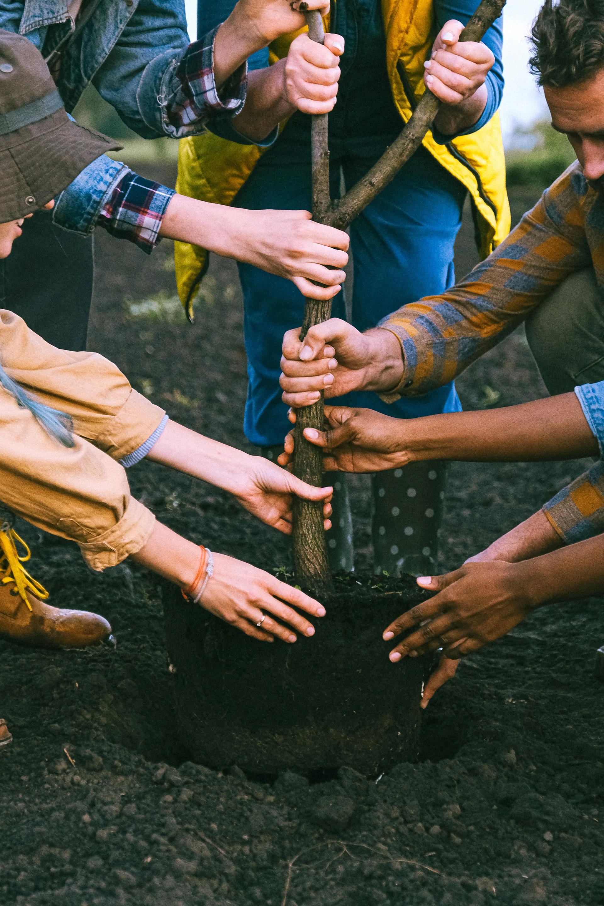 Group planting a young tree together